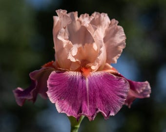 Op de afbeelding: Een close-up van een prachtige irisfleur. De bloem heeft gegolfde bloemblaadjes in tinten perzik en paars, met een vleugje oranje in het midden. De bloem staat in volle bloei, met een groene stengel en een vage groene achtergrond.