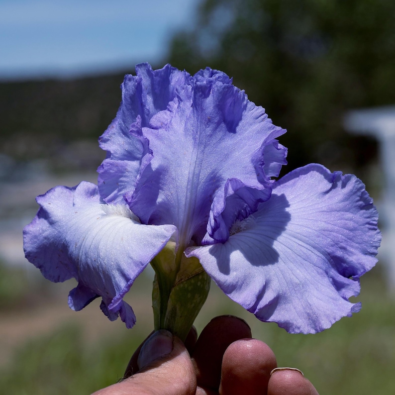 IrisHaven Sugar Blues Bearded Iris