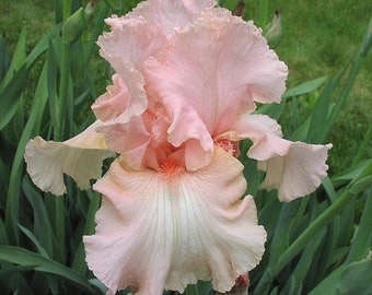 BEVERLY SILLS, Tall Bearded Iris. Freshly Dug Rhizome. Ships August - September.