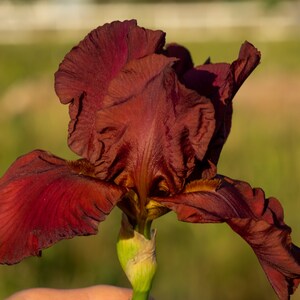 RIO ROJO, (refloreciente) Iris barbudo alto. Rizoma con un abanico de hojas. Envío combinado. Recién desenterrado antes del envío. Envíos: jul. - sep.