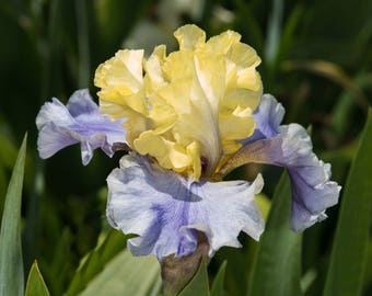 Op de afbeelding: Een close-up van een gele en blauwe irisbloem met gekrulde bloemblaadjes. De bloem is in bloei en heeft een delicate, elegante uitstraling.