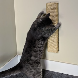 May include: A gray cat scratching a sisal-covered scratching post mounted on a wall. The post is beige and has a rough texture. The cat is standing on its hind legs and reaching up to scratch the post.