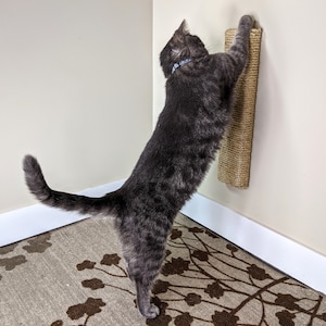 May include: A gray tabby cat scratching a sisal scratching post mounted on a wall. The post is made of natural sisal rope and is designed to help cats scratch and groom their claws.