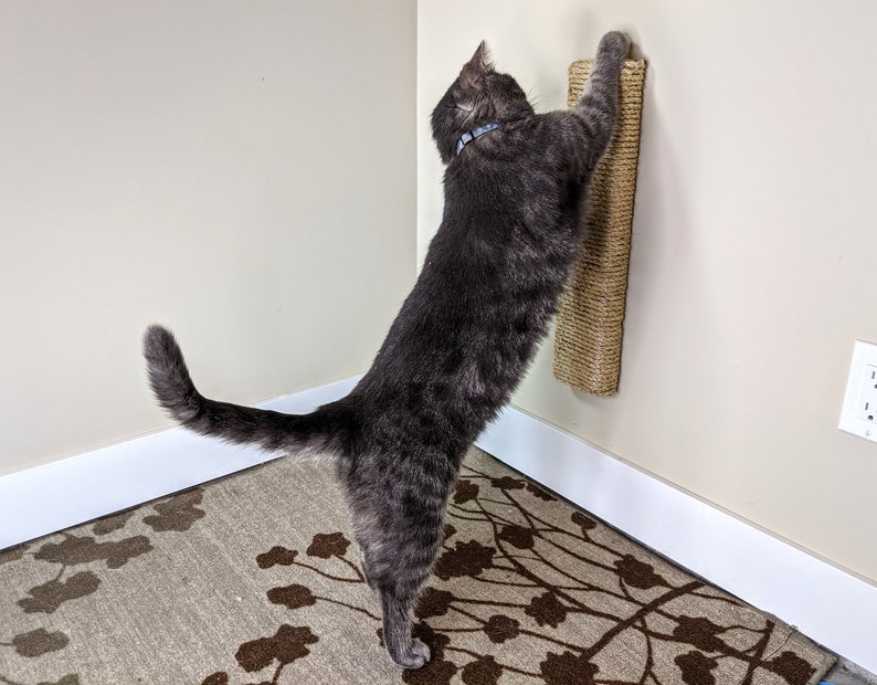 May include: A gray tabby cat scratching a sisal scratching post mounted on a wall. The post is made of natural sisal rope and is designed to help cats scratch and groom their claws.