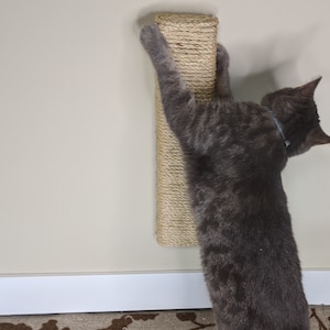 May include: A gray tabby cat scratching a sisal-covered scratching post mounted on a wall. The post is beige and has a natural rope texture.