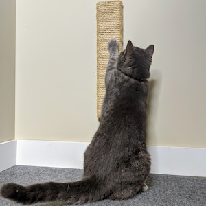 May include: A gray cat scratching a sisal scratching post mounted on a wall. The cat is facing away from the camera and has its back legs on the floor.