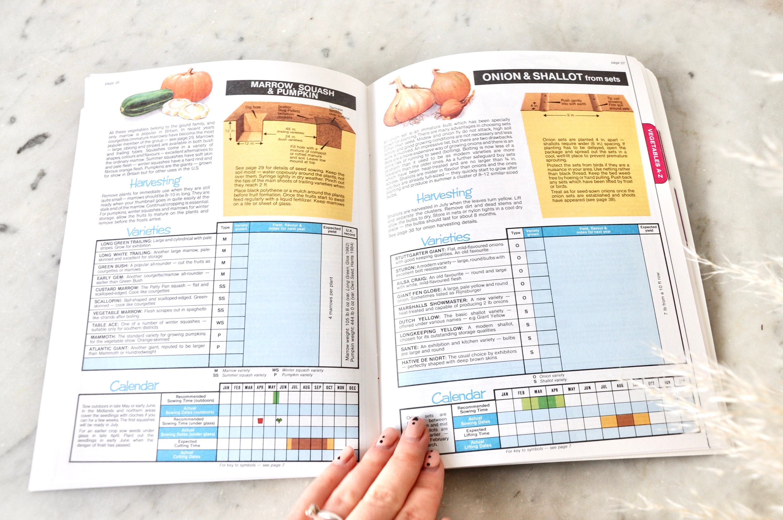 Vegetable jotter by dr dg hessayon 03 picture