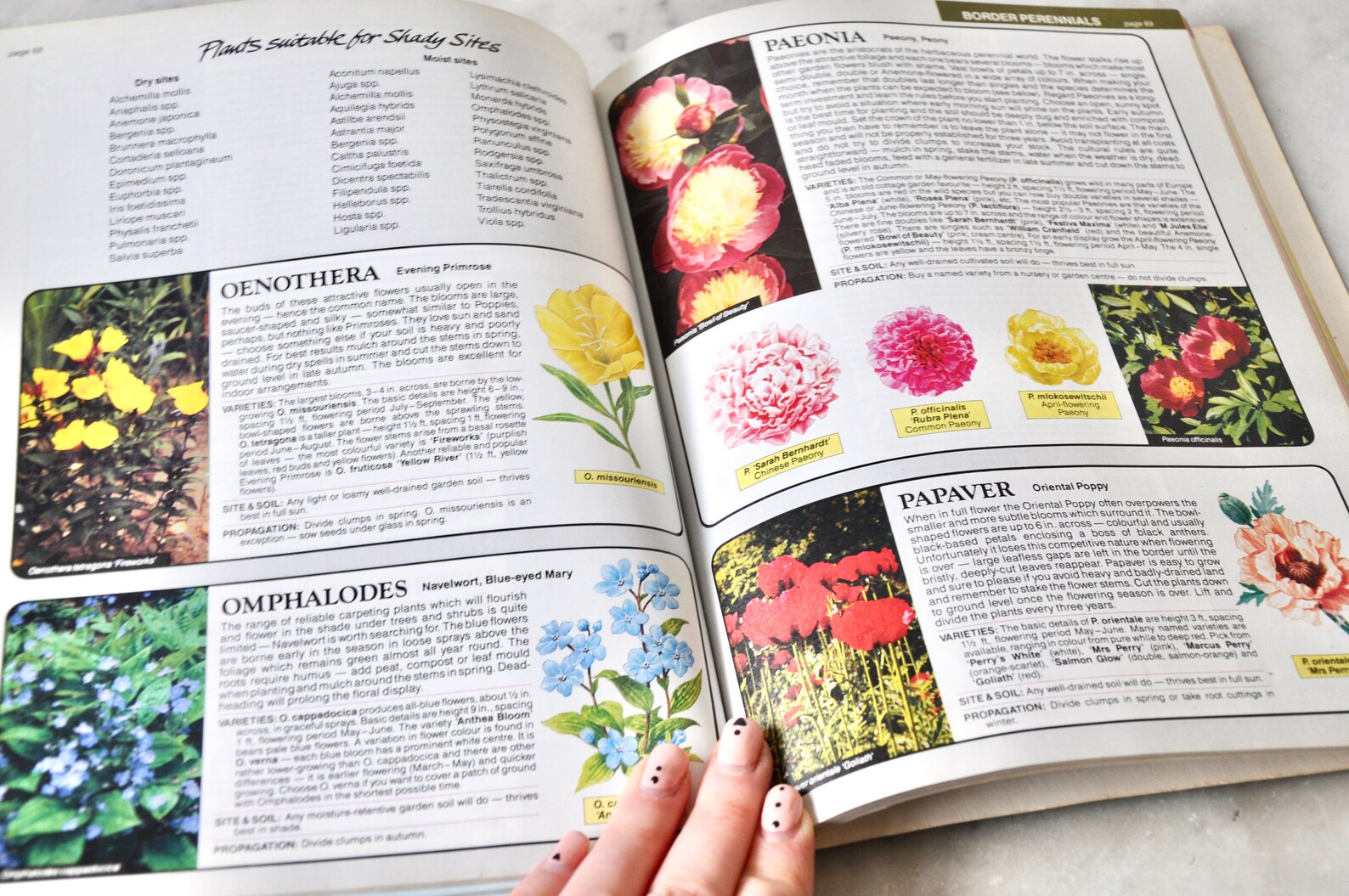 Vintage Flower Expert Dr Hessayon Gardening Plant Book 1993 Etsy