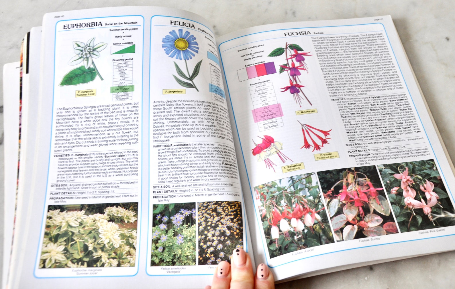 The Bedding Plant Expert (The Expert Series): Hessayon, D.G.: blogger.com: Books bedding plant expert hessayon