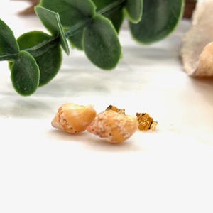May include: A pair of small, tan seashell earrings with gold-colored posts. The earrings are set against a white background, with a sprig of green leaves and a piece of dried plant matter in the background.