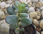 Jade Plant