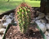 Stenocereus thurberi- The Organ Pipe Cactus, Pitahaya