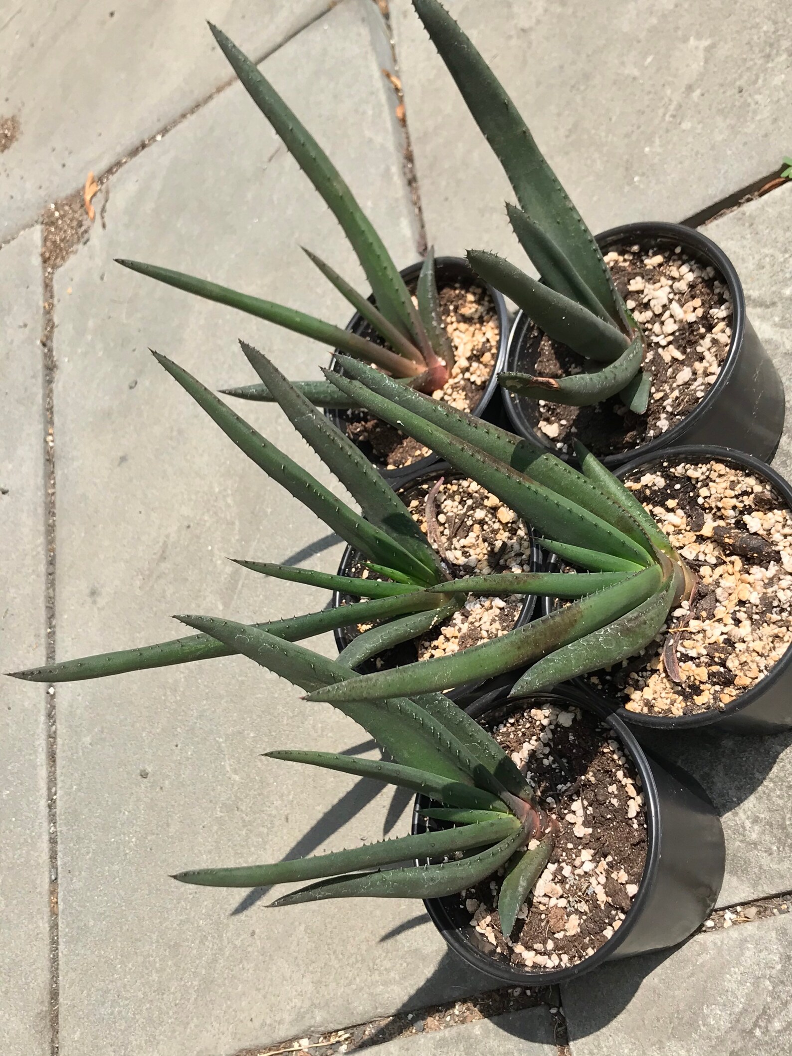 Aloe cryptopoda Aloe wickensii var. wickensii Aloe wickensii Etsy