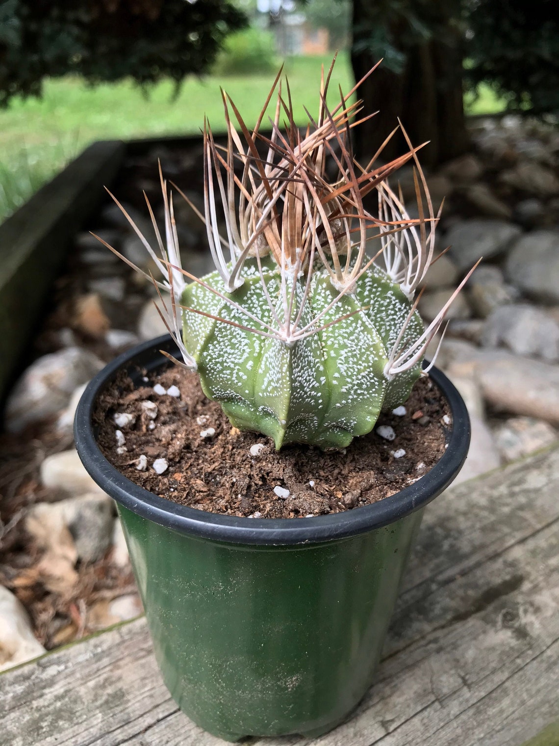 Astrophytum capricorne Goats Horn Cactus Etsy