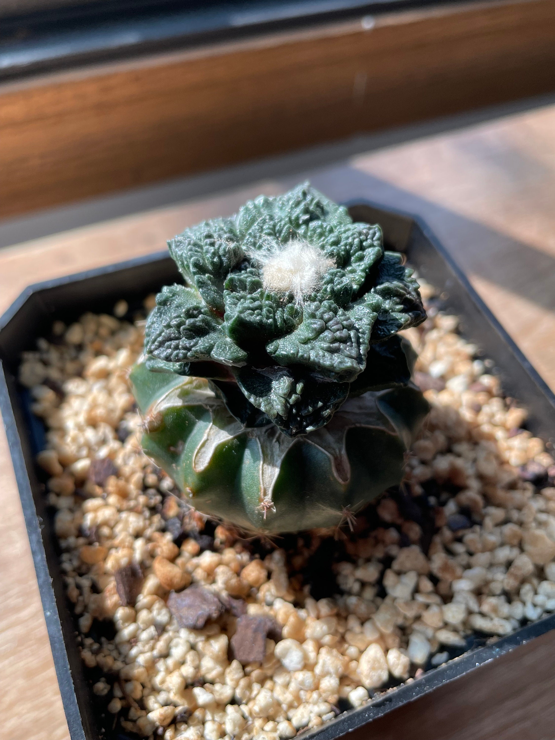 アリオカルプス　ゴジラ　台付 アリオカルプス ゴジラ 台付