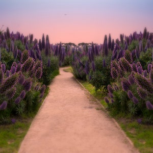 Digital Image of Flower path