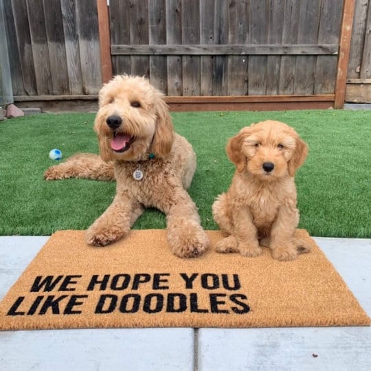 Goldendoodle top welcome mat