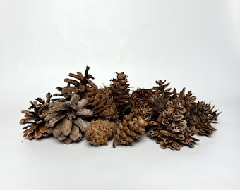 Variety of Real, Handpicked Northeast Pine Cones (55 total)