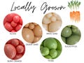 Locally Grown Biodegradable Balloons / Farmer's Market Birthday, Gender Neutral Baby Shower, Boho Farm Stand Party, Fresh Off The Market