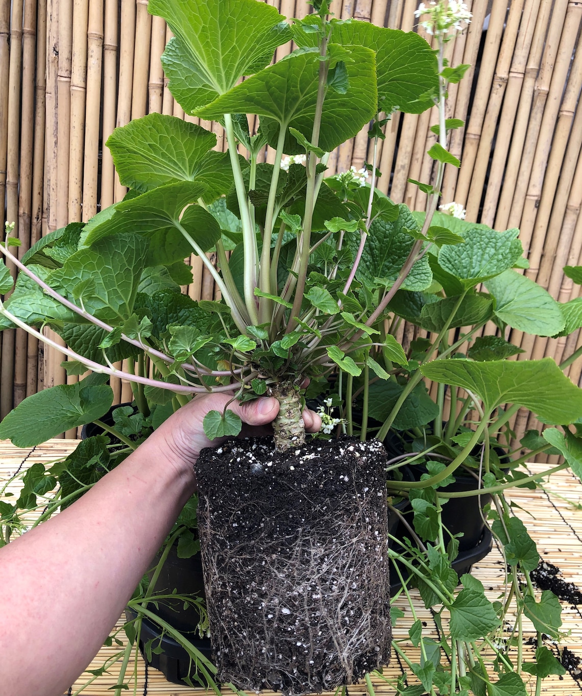 Live Organic Japanese Wasabi Plant Japonica Daruma Medium 2 Etsy