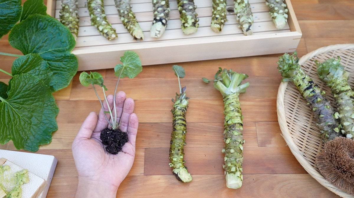 Live Organic Japanese Wasabi Plant Japonica Daruma Medium 2 Etsy