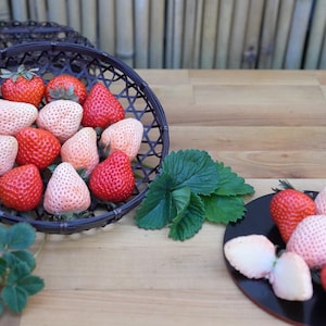 Amaou Seeds - Etsy
