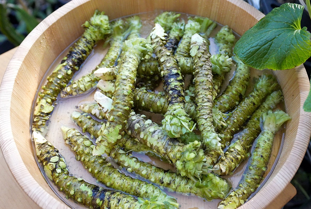 Live Organic Japanese Wasabi Plant Japonica Daruma Medium 2 Etsy