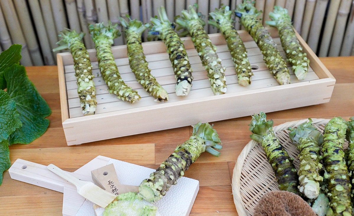 Live Organic Japanese Wasabi Plant Japonica Daruma Medium 2 Etsy