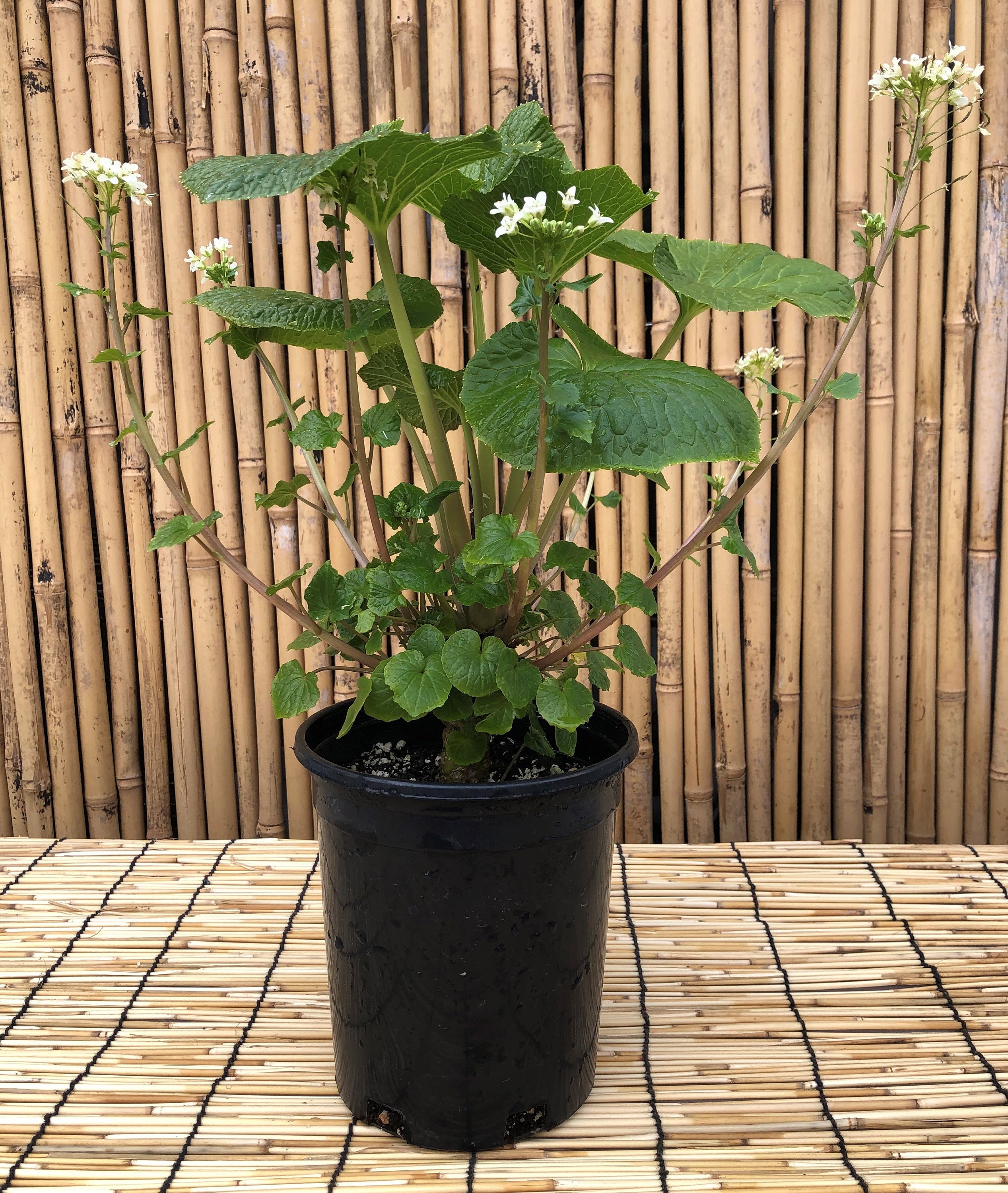 Live Organic Japanese Wasabi Plant Japonica Daruma Medium 2 Etsy