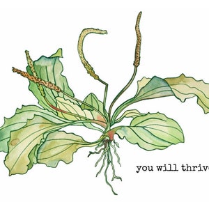 You Will Thrive Plantain Weed Greeting Card