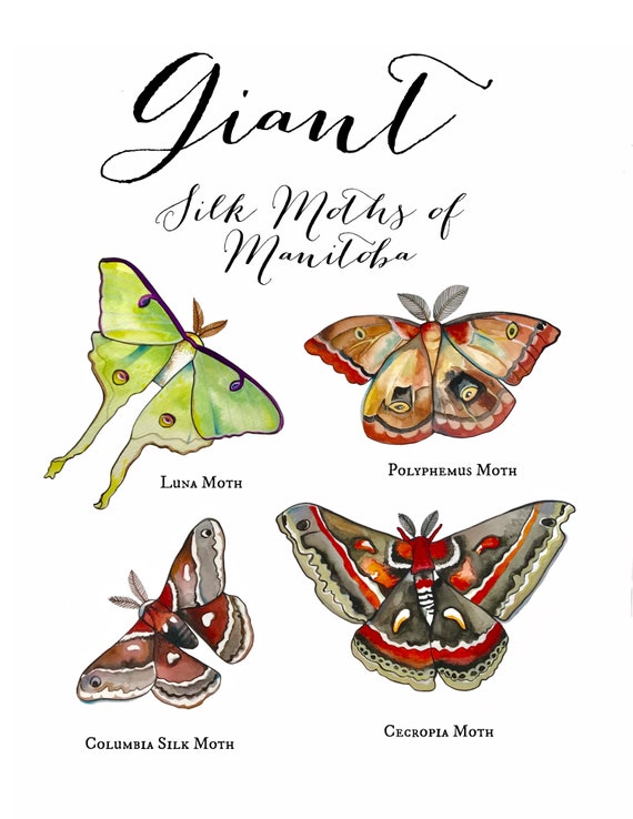 Different Types Of Silk Moths
