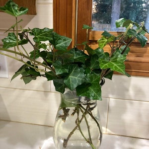 English Ivy Cuttings-Air Purifying Plant Easy Care Live Houseplant, Outdoor Hanging Plant, Housewarming, Gardening image 5