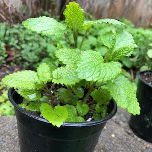 Organic Lemon Balm plants/ Mint plant/Oregano plant /Starter Plant/Live Plant Perennial Herb Plant/Live Plants
