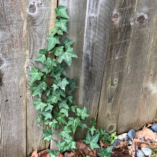 Air Purifying Plant Etsy