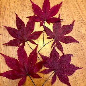 Dried/Pressed Japanese Maple Leaves/ Autumn leaves/Material for crafts, Wedding decoration, Thanksgiving Table decor Art/DIY projects