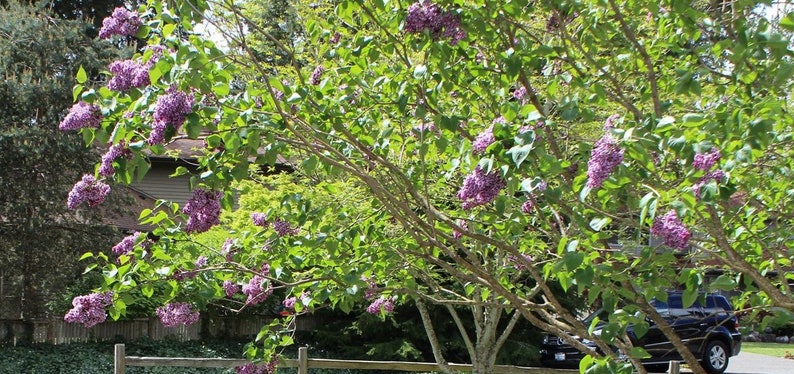 BrandiBui Sensation Lilac Plant - Thumbnail 5