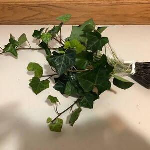 English Ivy Cuttings-Air Purifying Plant Easy Care Live Houseplant, Outdoor Hanging Plant, Housewarming, Gardening image 6