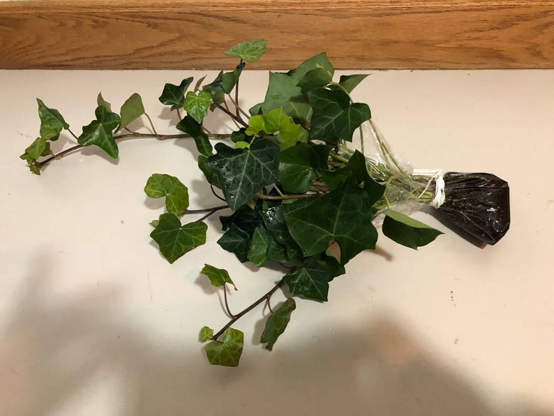 English Ivy Cuttings-Air Purifying Plant Easy Care Live Houseplant, Outdoor Hanging Plant, Housewarming, Gardening image 6