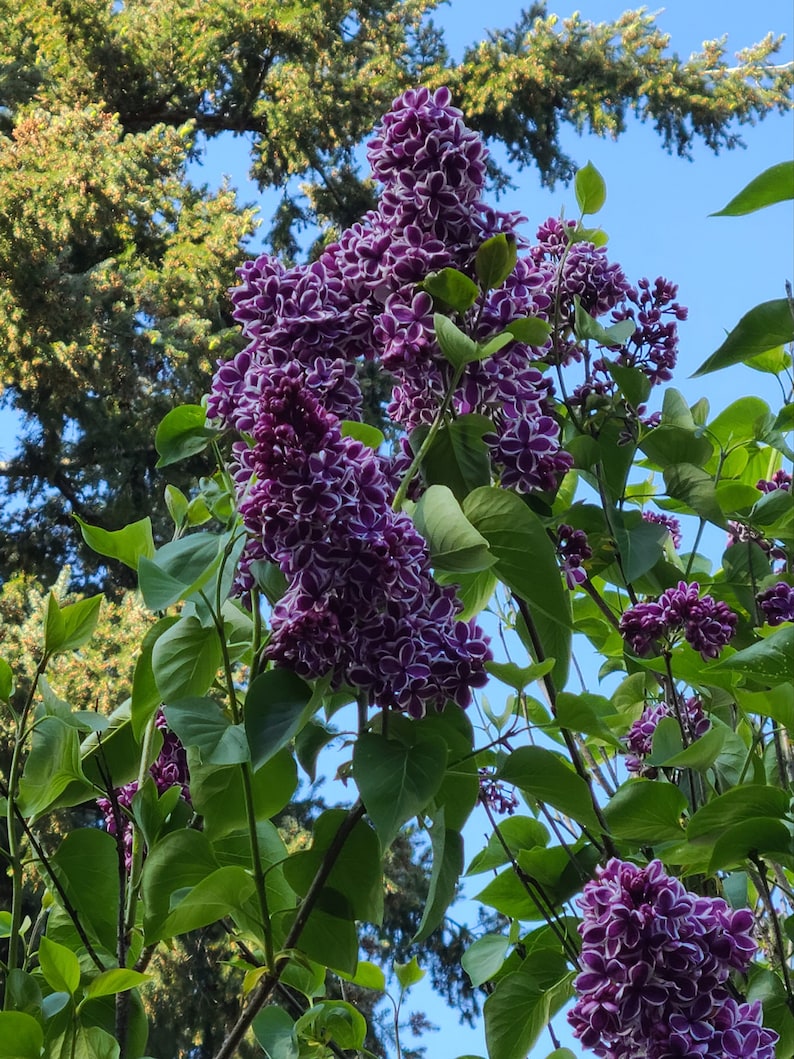 BrandiBui Sensation Lilac Plant