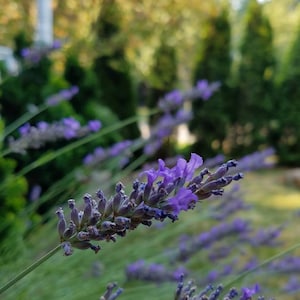 Gorgeous Dried Lavender/ 150 to 200 Stems Lavender/ Lavender Bunches/Lavender Stems/ Wedding Bouquets/ Wedding Decor/Thanksgiving Decor.