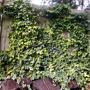 Hedera helix 'Gold Child' English Ivy Air Purifying Plant Easy Care Live Houseplant, Outdoor Hanging Plant, Housewarming image 1