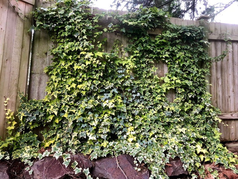Hedera helix 'Gold Child' English Ivy Air Purifying Plant Easy Care Live Houseplant, Outdoor Hanging Plant, Housewarming image 1