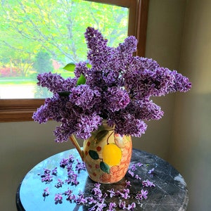 Sensation Lilac Syringa vulgaris plant, Amazing fragrance!