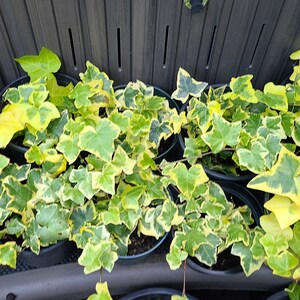 Hedera helix 'Gold Child' English Ivy Air Purifying Plant Easy Care Live Houseplant, Outdoor Hanging Plant, Housewarming image 3