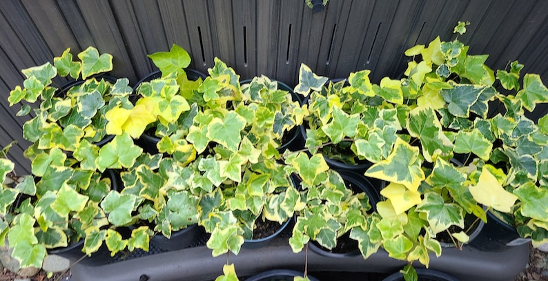 Hedera helix 'Gold Child' English Ivy Air Purifying Plant Easy Care Live Houseplant, Outdoor Hanging Plant, Housewarming image 3