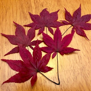 May include: Four deep red maple leaves with stems arranged on a wooden surface.