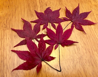 Pressed/Dried Maple Leaves, Vibrant fall colors, Thanksgiving Table decor, Autumn Wedding Decor, Art Projects, Autumn Decor, Craft Supplies