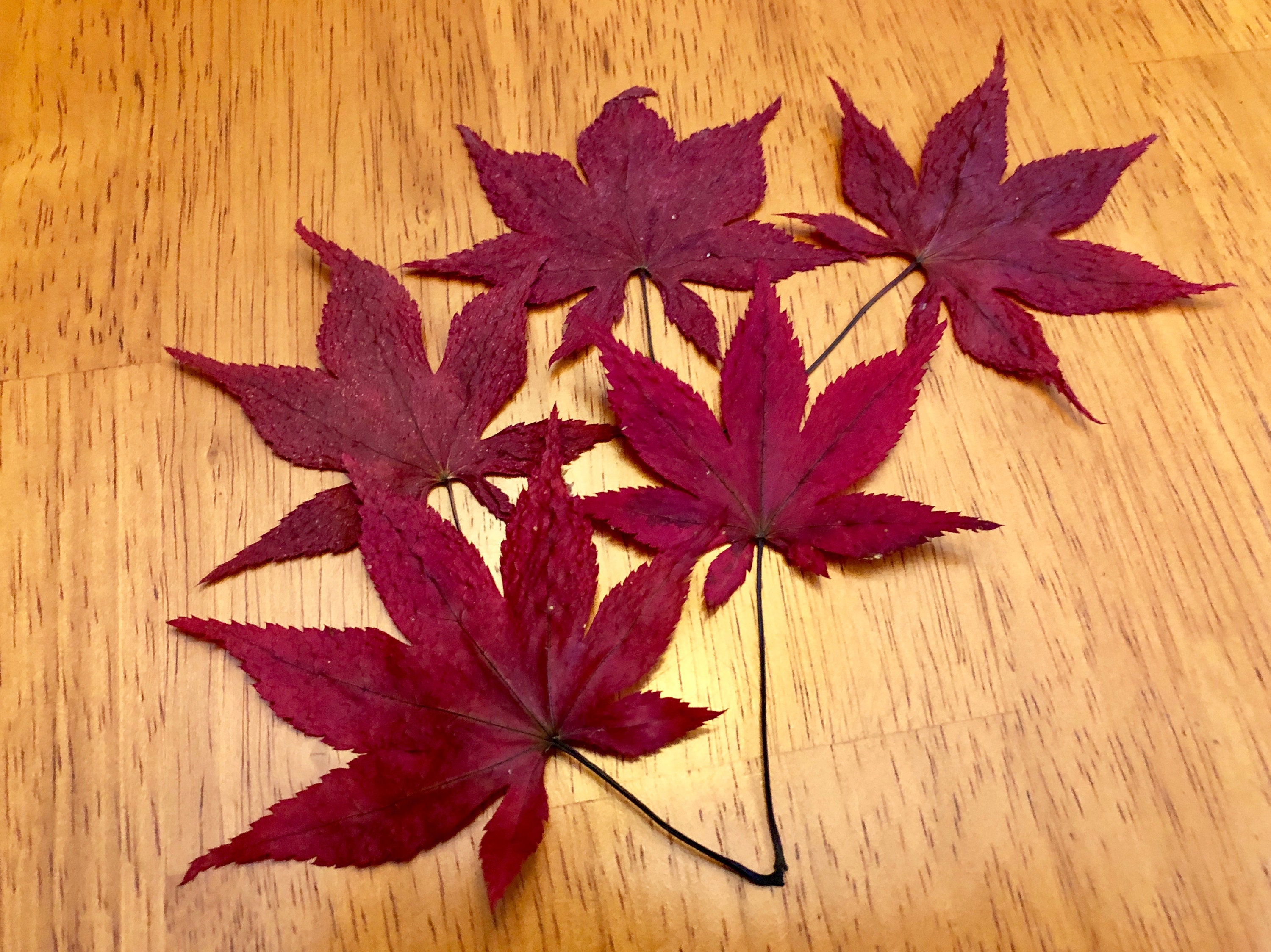Dried/Pressed Japanese Maple Leaves/ Autumn leaves/Material for craft…
