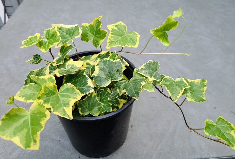 Hedera helix 'Gold Child' English Ivy Air Purifying Plant Easy Care Live Houseplant, Outdoor Hanging Plant, Housewarming image 2