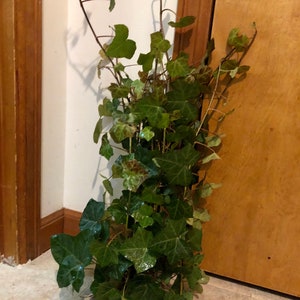 English Ivy Cuttings-Air Purifying Plant Easy Care Live Houseplant, Outdoor Hanging Plant, Housewarming, Gardening 10 cuttings